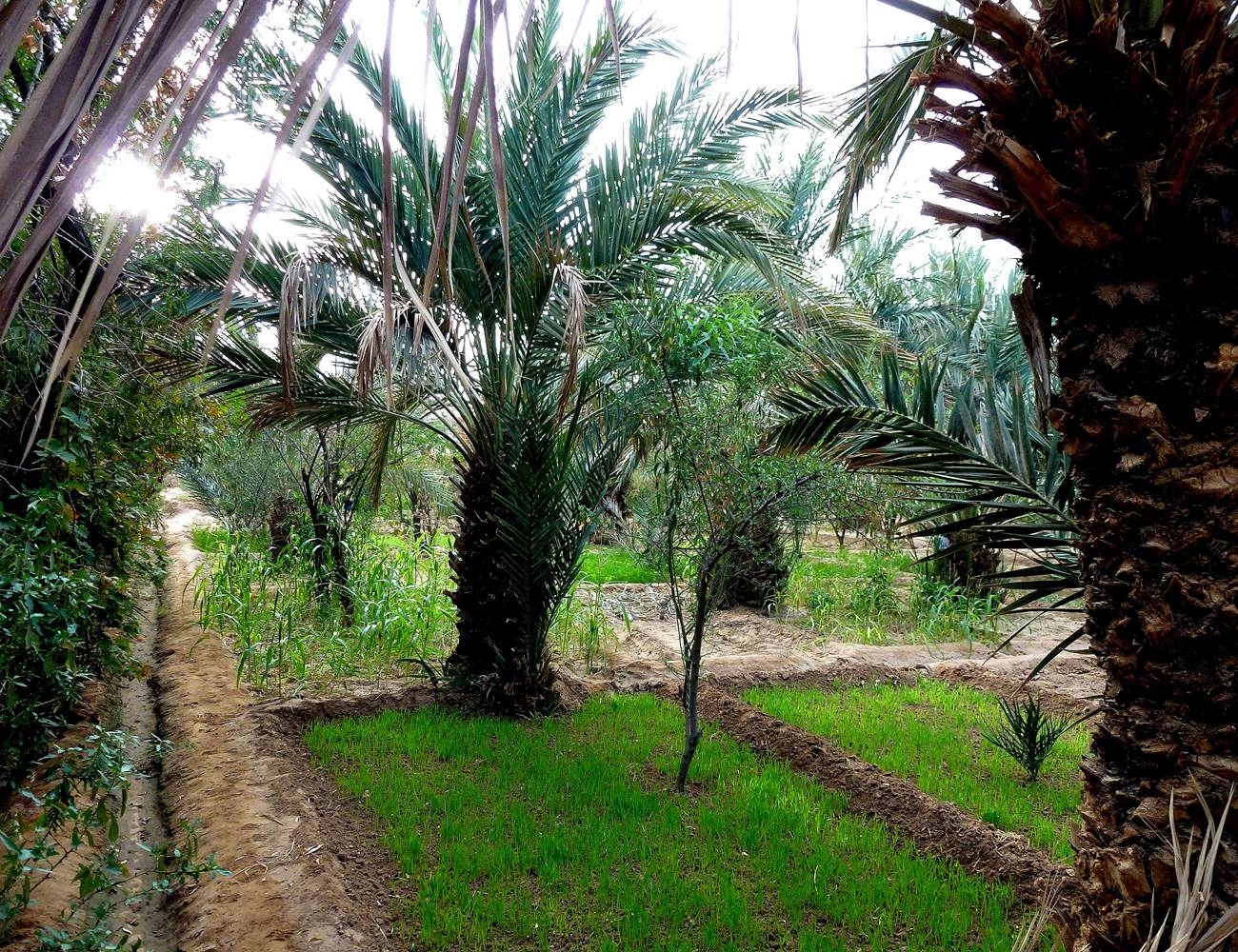 La palmeraie et les jardins-photo-page