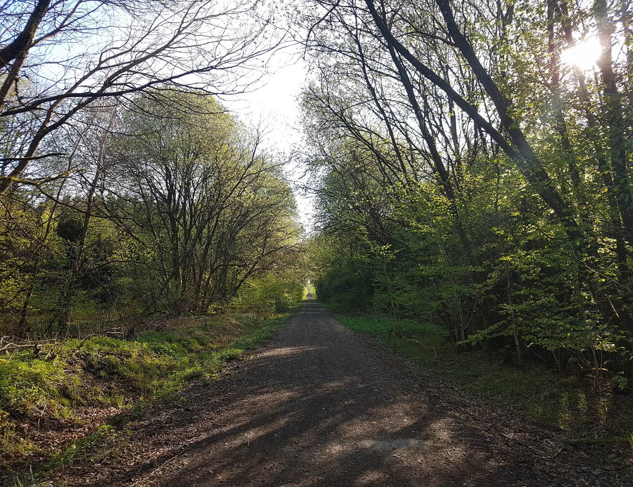 La forêt et le pré-Ravel à proximité-photo-gallery