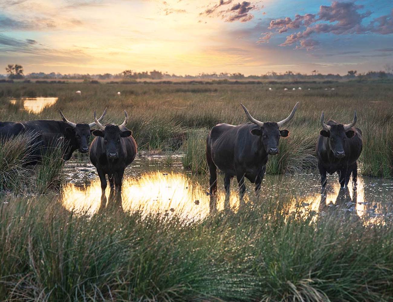 Manades-camarguaises