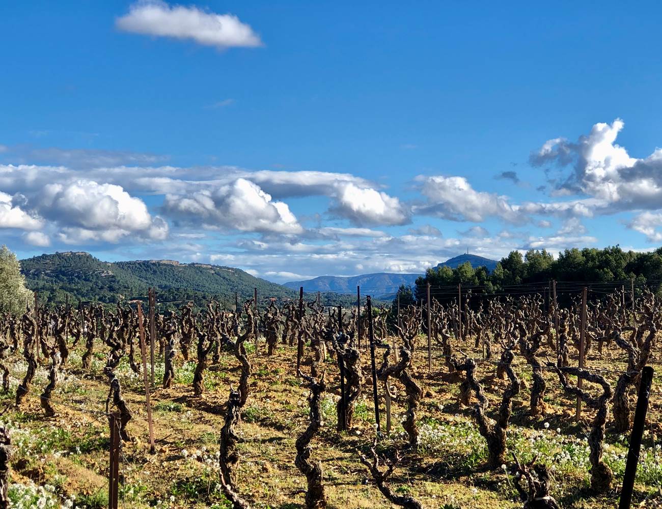randonnée dans le vignoble en hiver de Montséret depuis les Gites Corbieres-photo-news