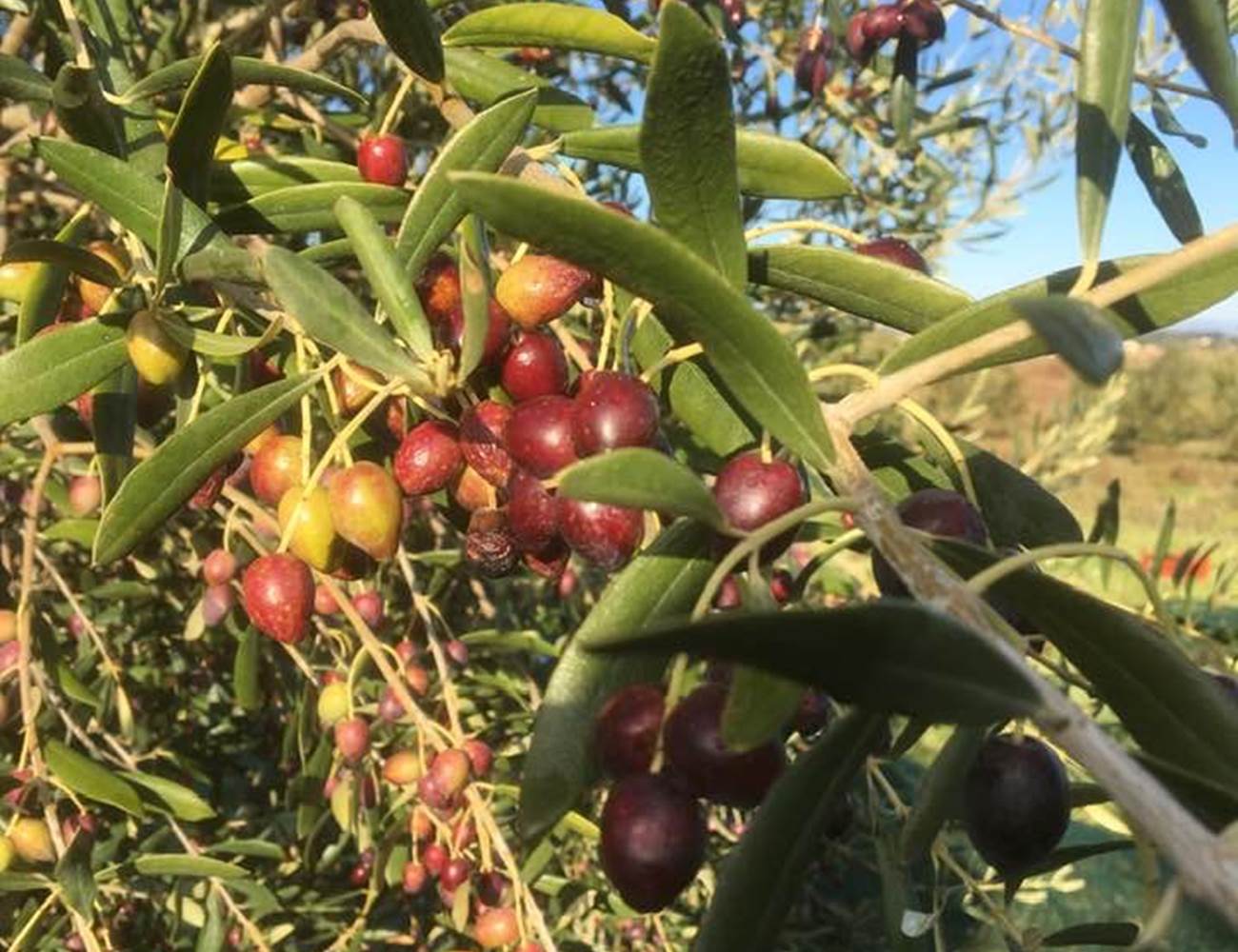 cueillette d'olives-photo-page