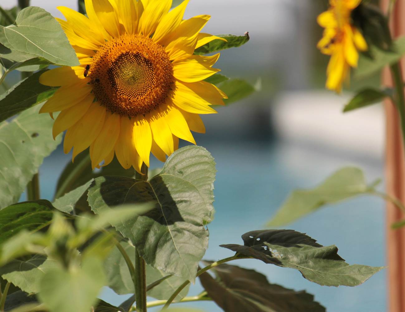Ambiance jardin des tournesols