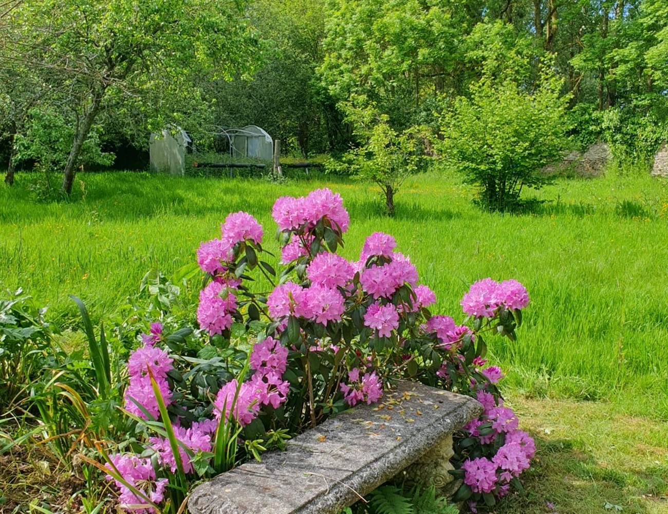 Quelques fleurs du jardin  ;  un hortensia