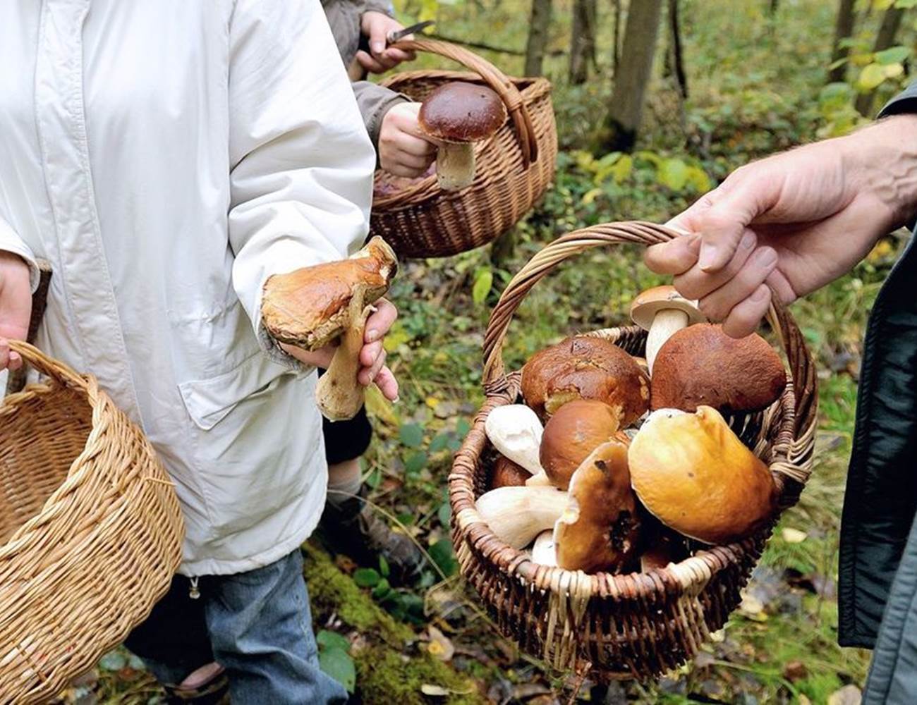 Chasse aux champignons-photo-news