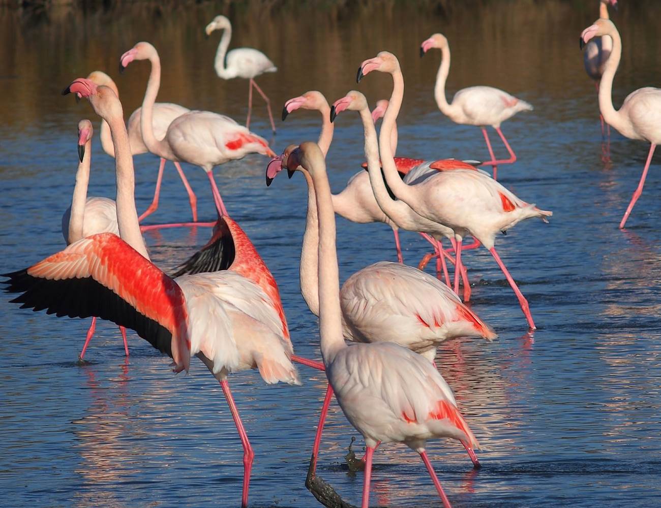 Camargue : flamants roses