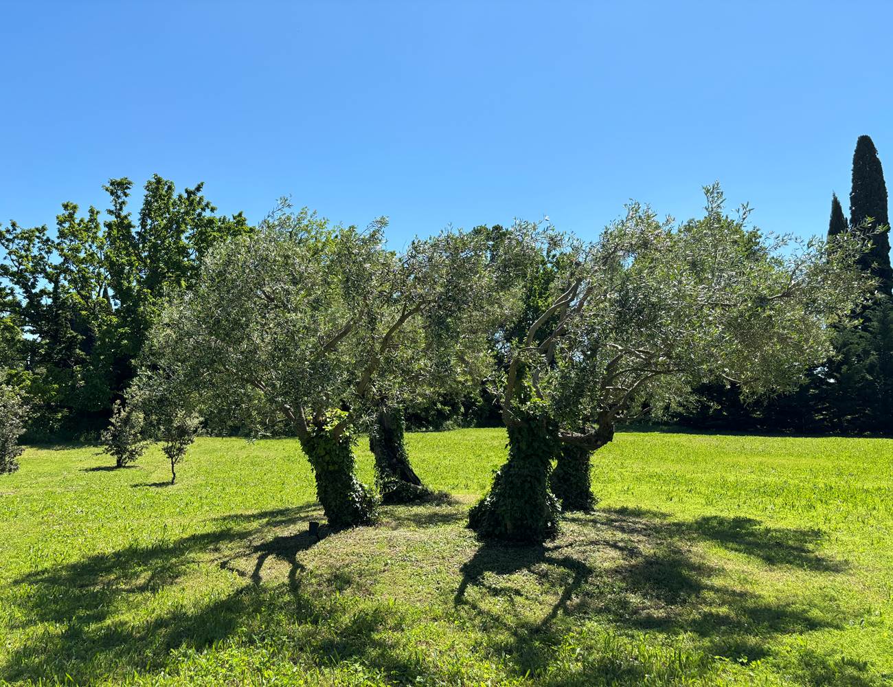 Maison d'hôtes en Provence-photo-gallery