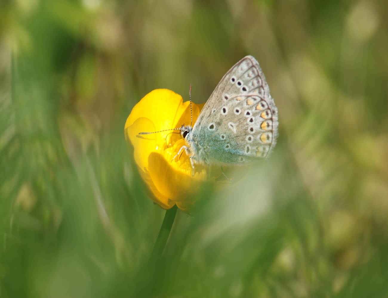 Vie printanière au Broual