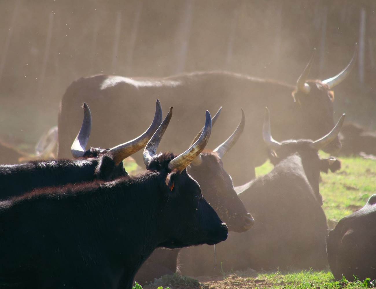 casadina-visitscamargue-bulls