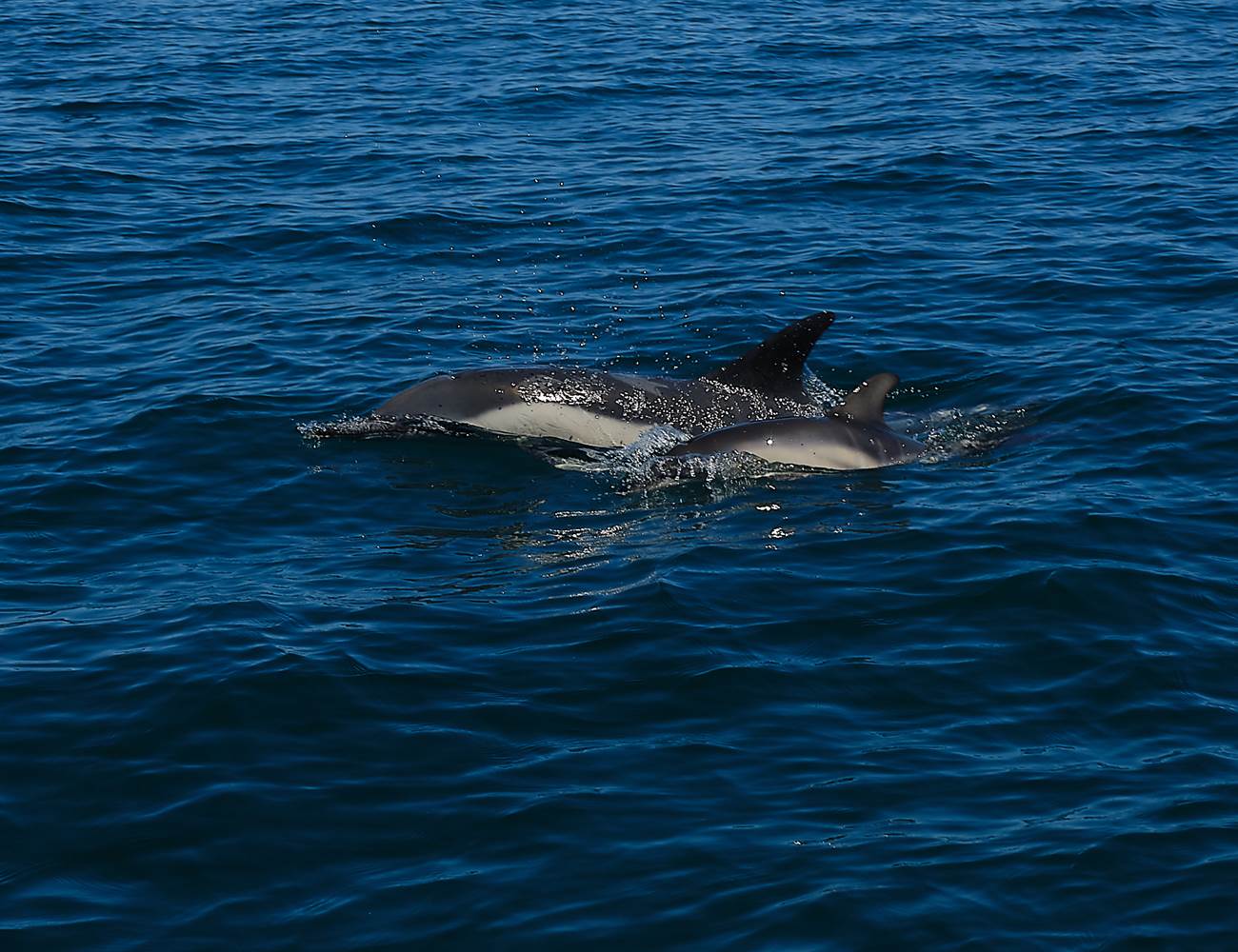 Une traversée bien souvent accompagnée des dauphins
