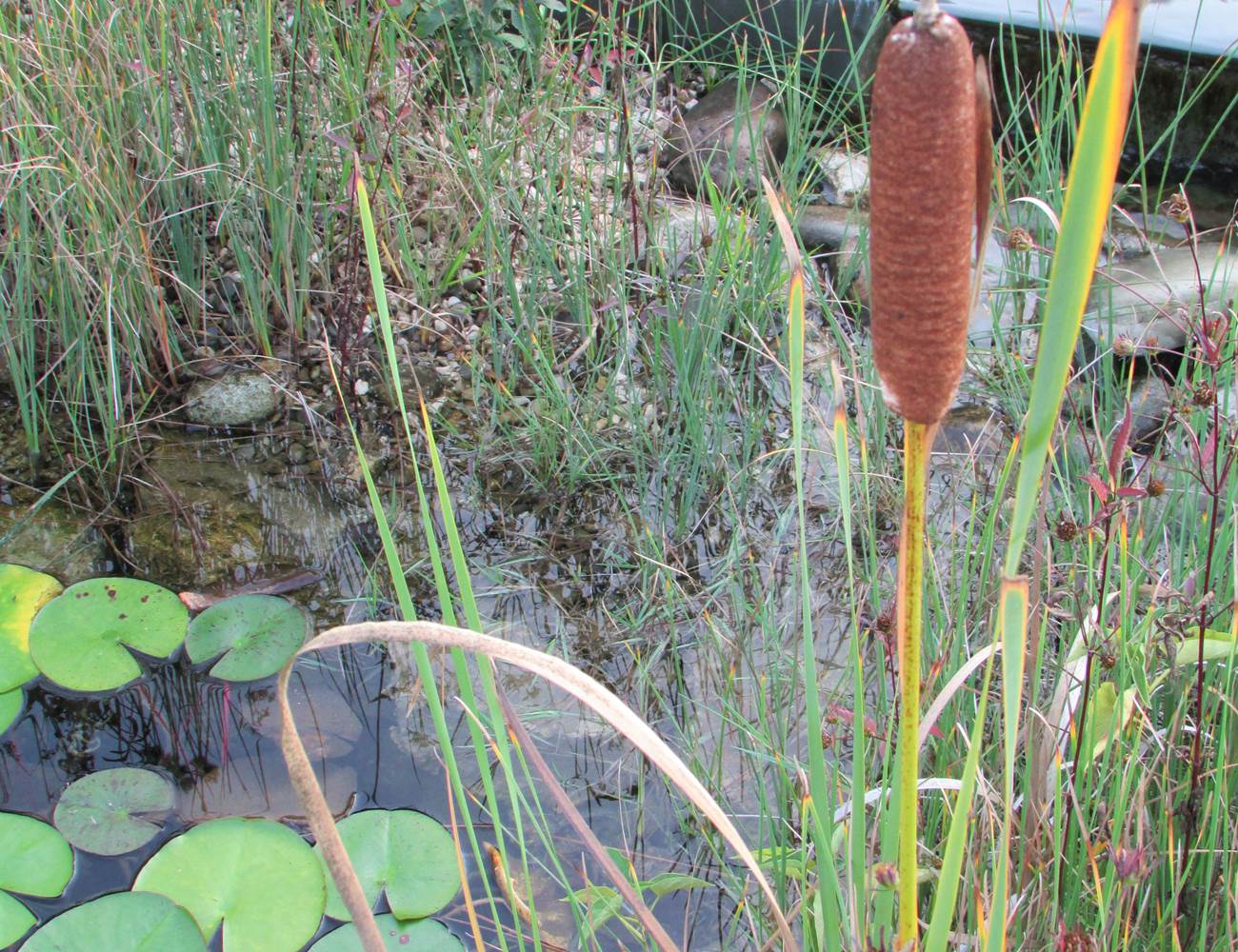 régénération baignade naturelle vlh83 golfe de saint-tropez