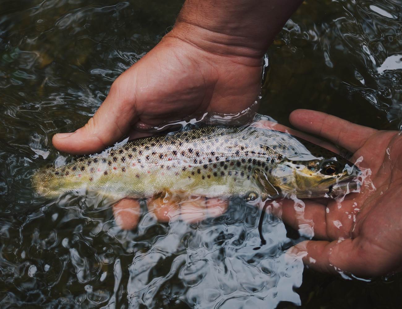 60 - hunter-brumels-760768-unsplash-photo-page