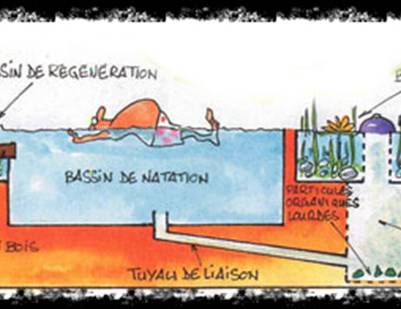 fonctionnement d'une piscine naturelle