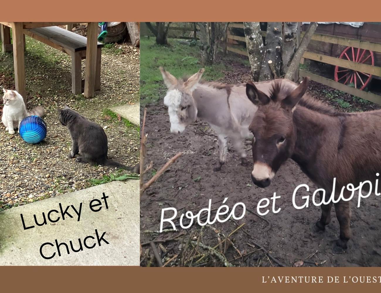 LES ANIMAUX-photo-gallery