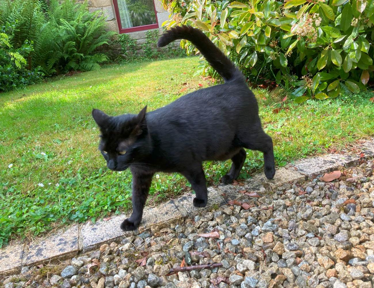 Snow est en vadrouille ...