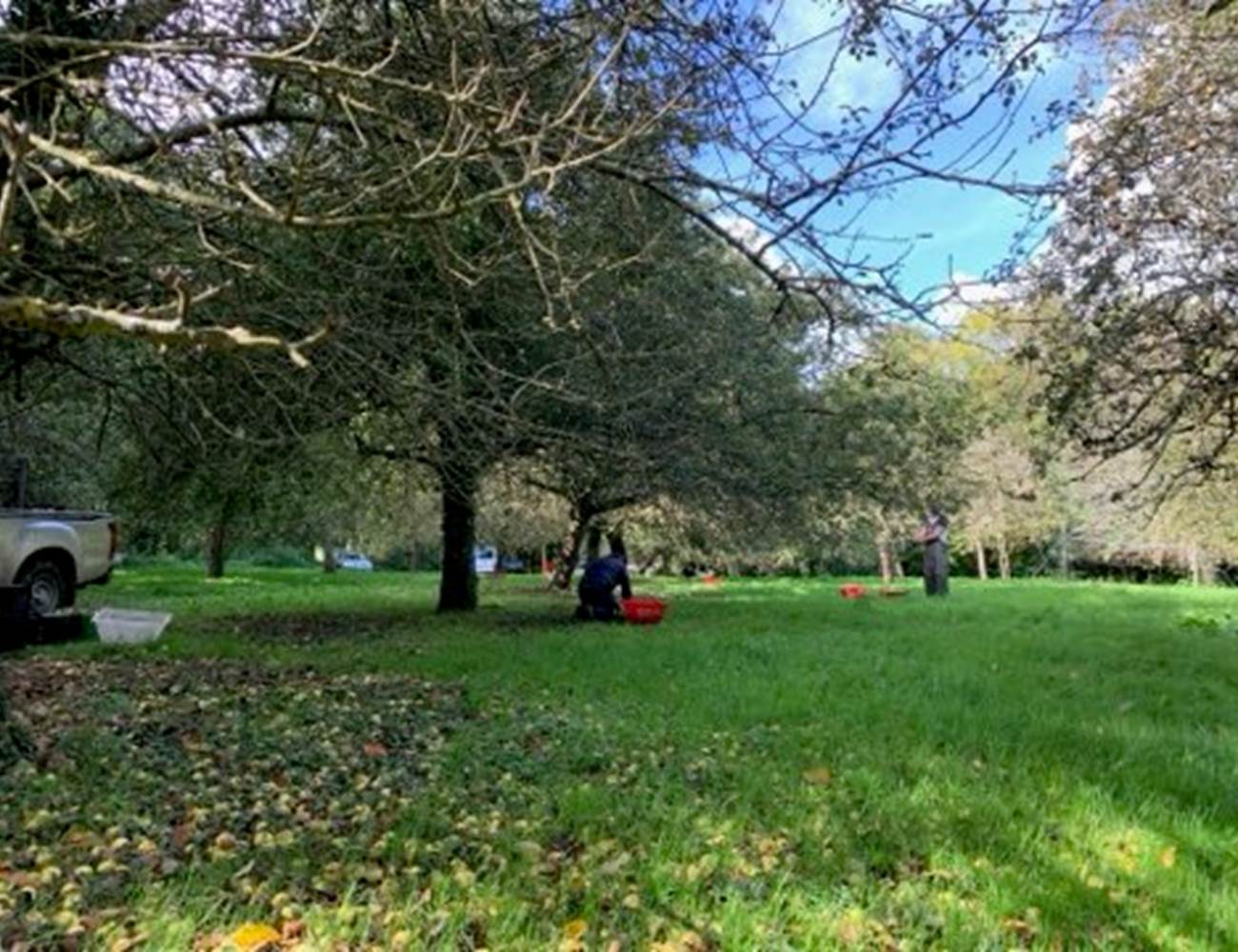 les pommiers du verger