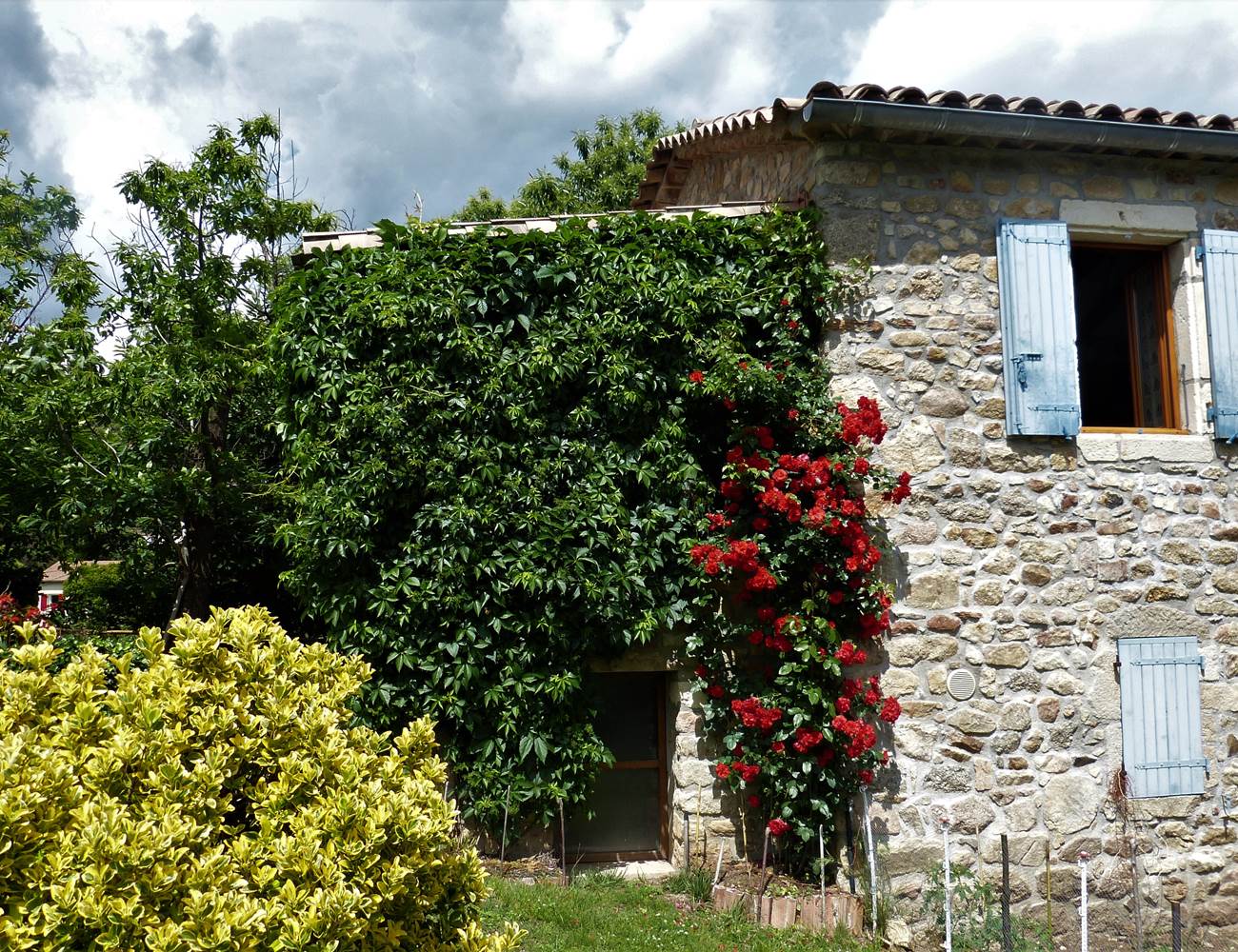 un beau rosier grimpant sur la façade