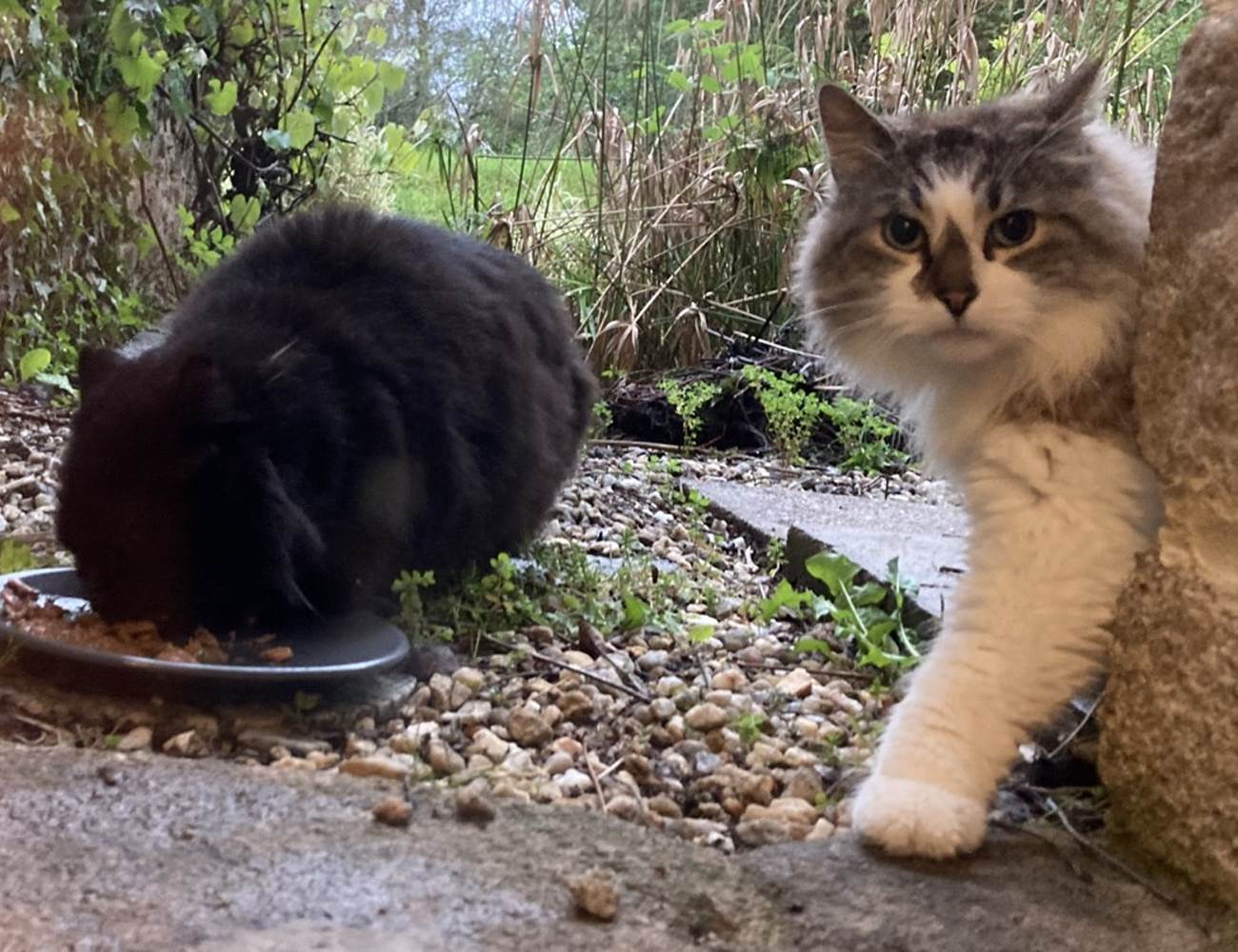 Pam & Pim sont 2 chats très discrets ...