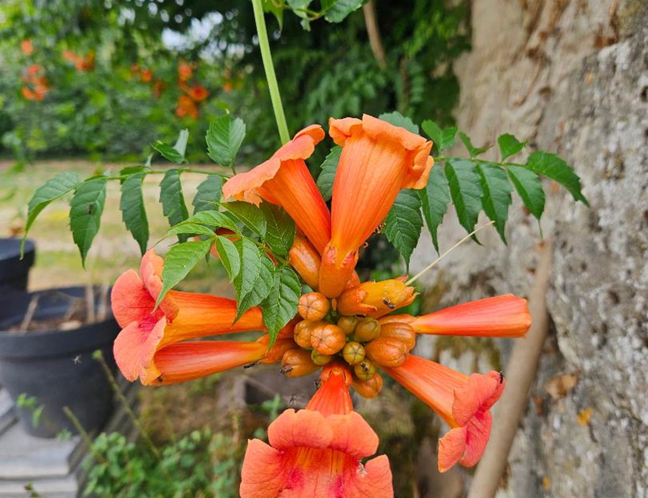 Trumpet flower-photo-gallery