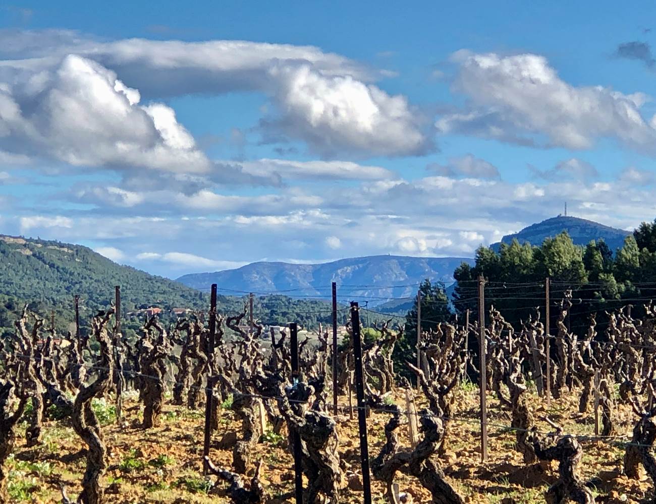 vignes en hiver-photo-page