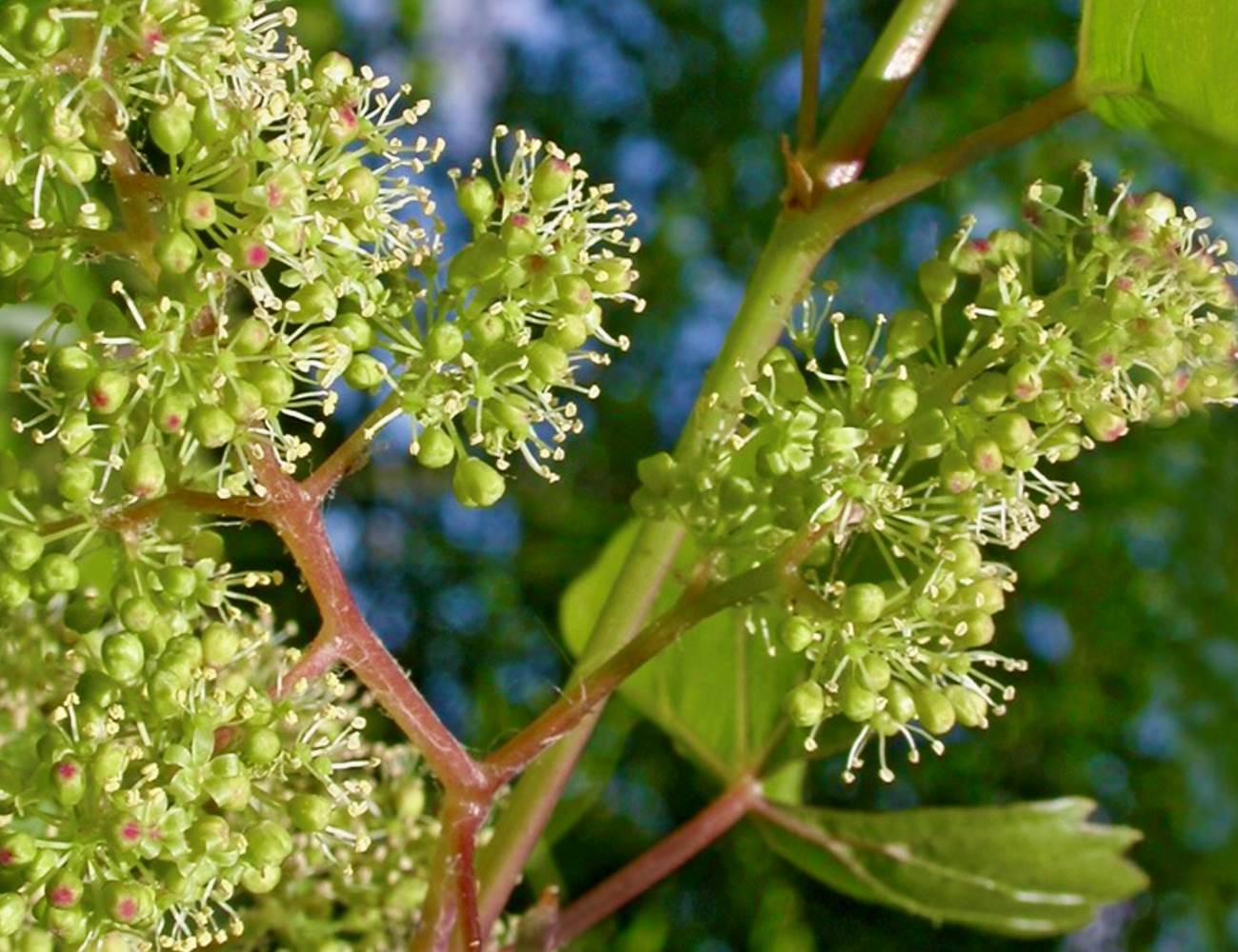 fleur de la vigne-photo-page