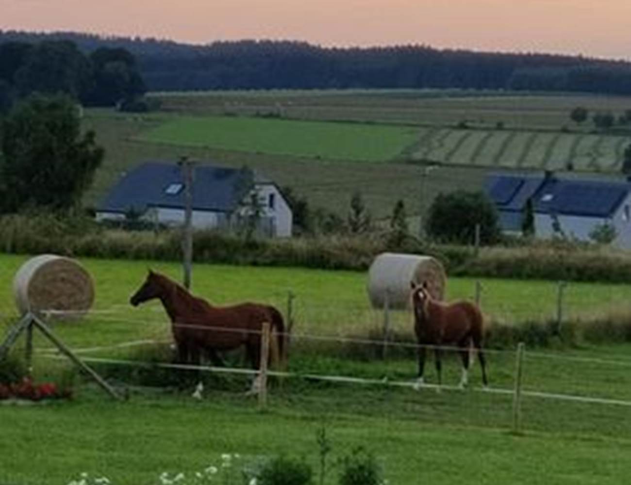Vue depuis votre chambre, votre balcon, nos chevaux et la nature-photo-gallery