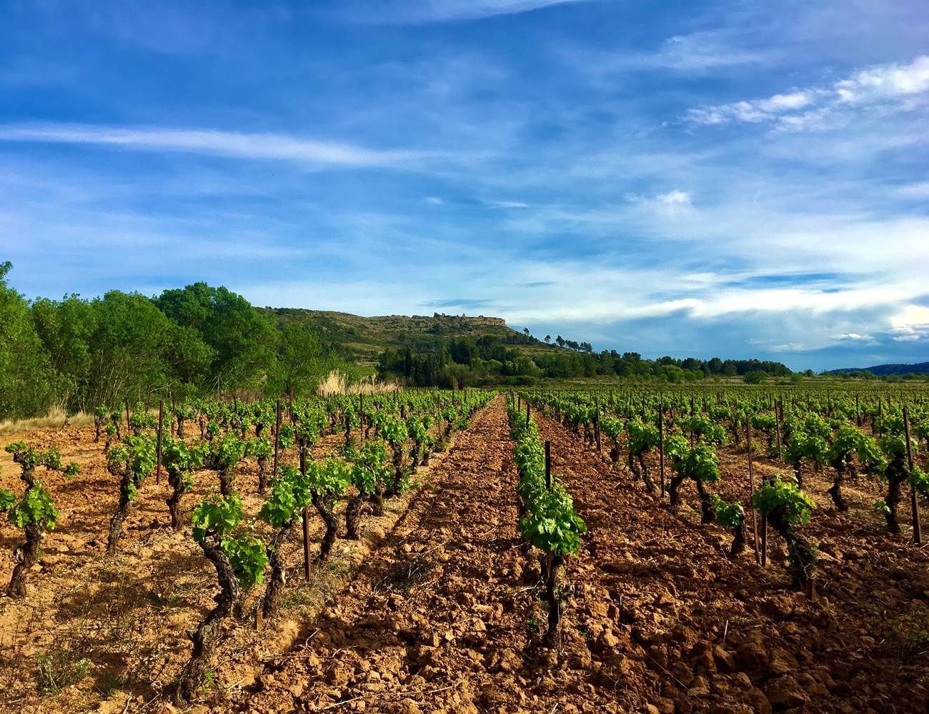 l'un de nos vieux Carignan-photo-page