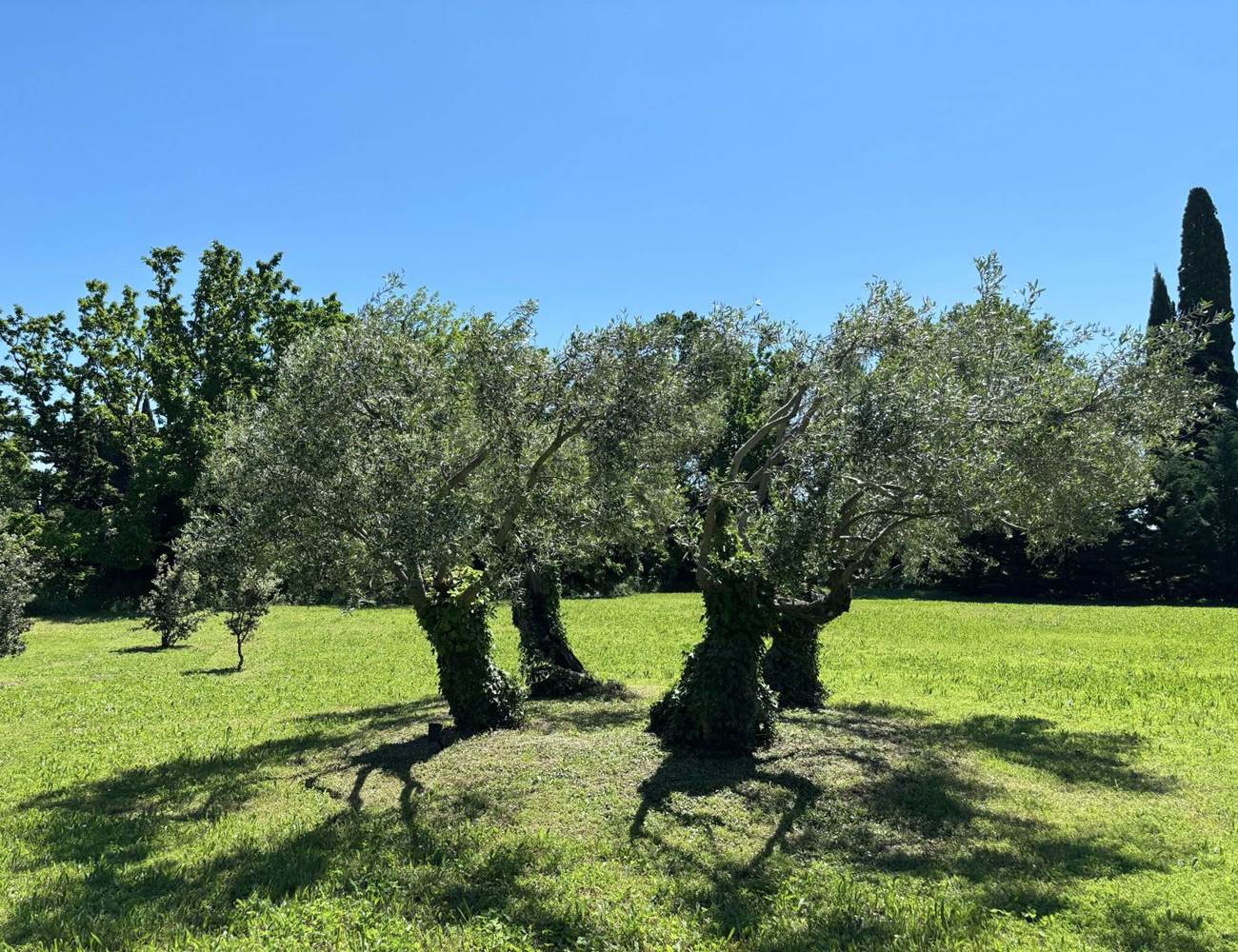 Chambre d'hôtes avec piscine à Orange-photo-gallery