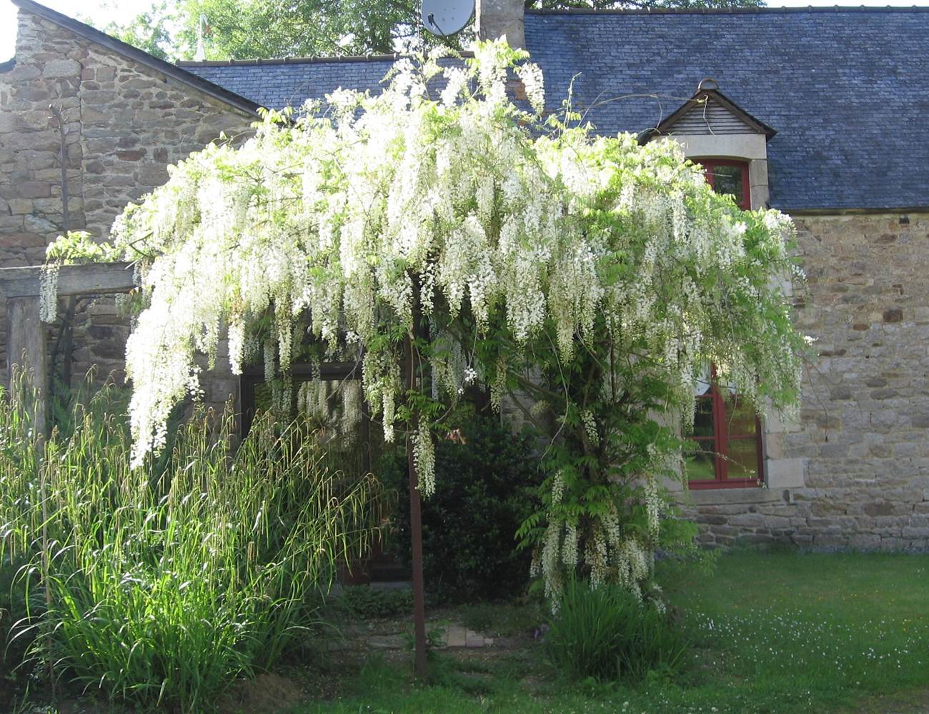 Glycine devant l'accueil de La Guyonnais