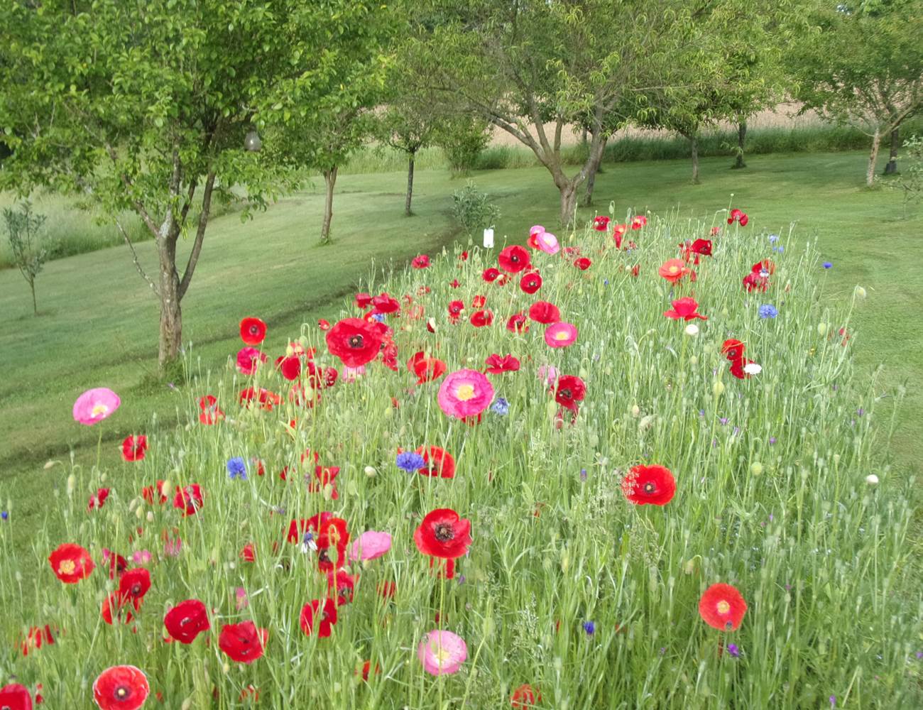 Le verger au mois de mai-photo-gallery