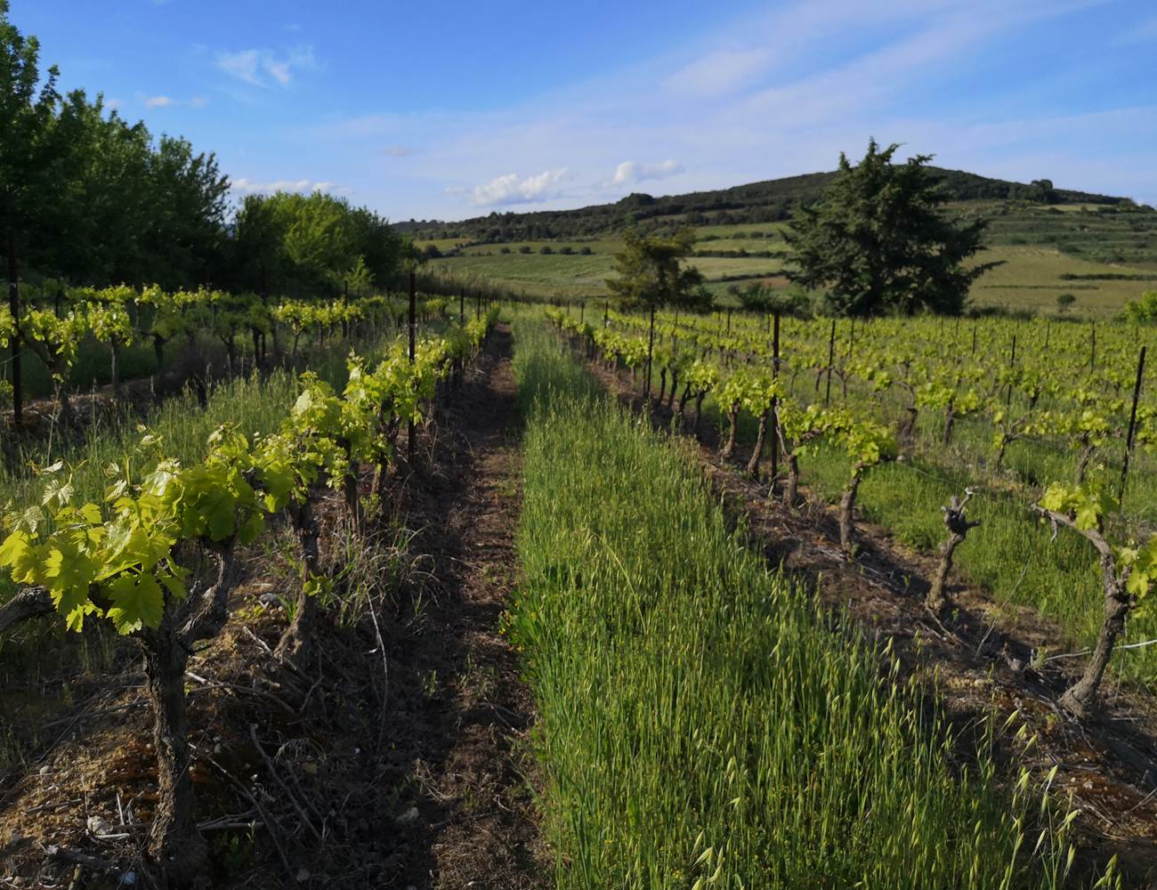 Vignoble Mas Farchat-photo-page