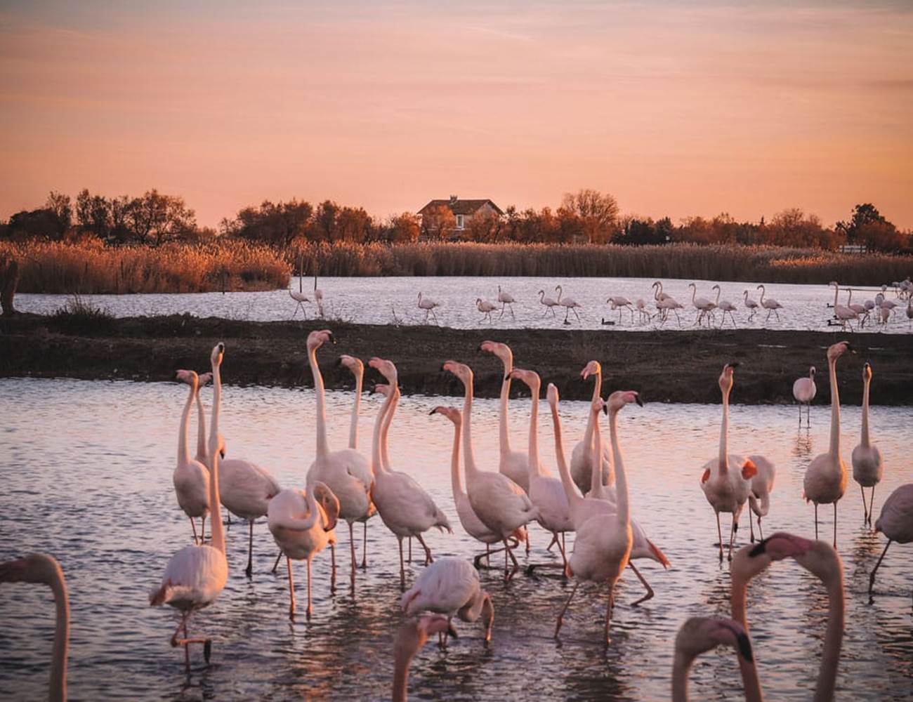 La-Camargue-Flamants-rose