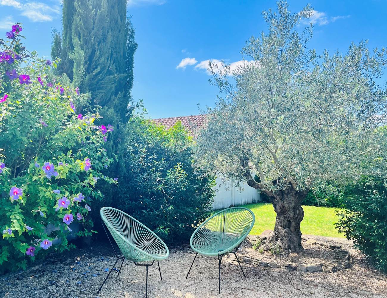 Au pied de notre olivier centenaire