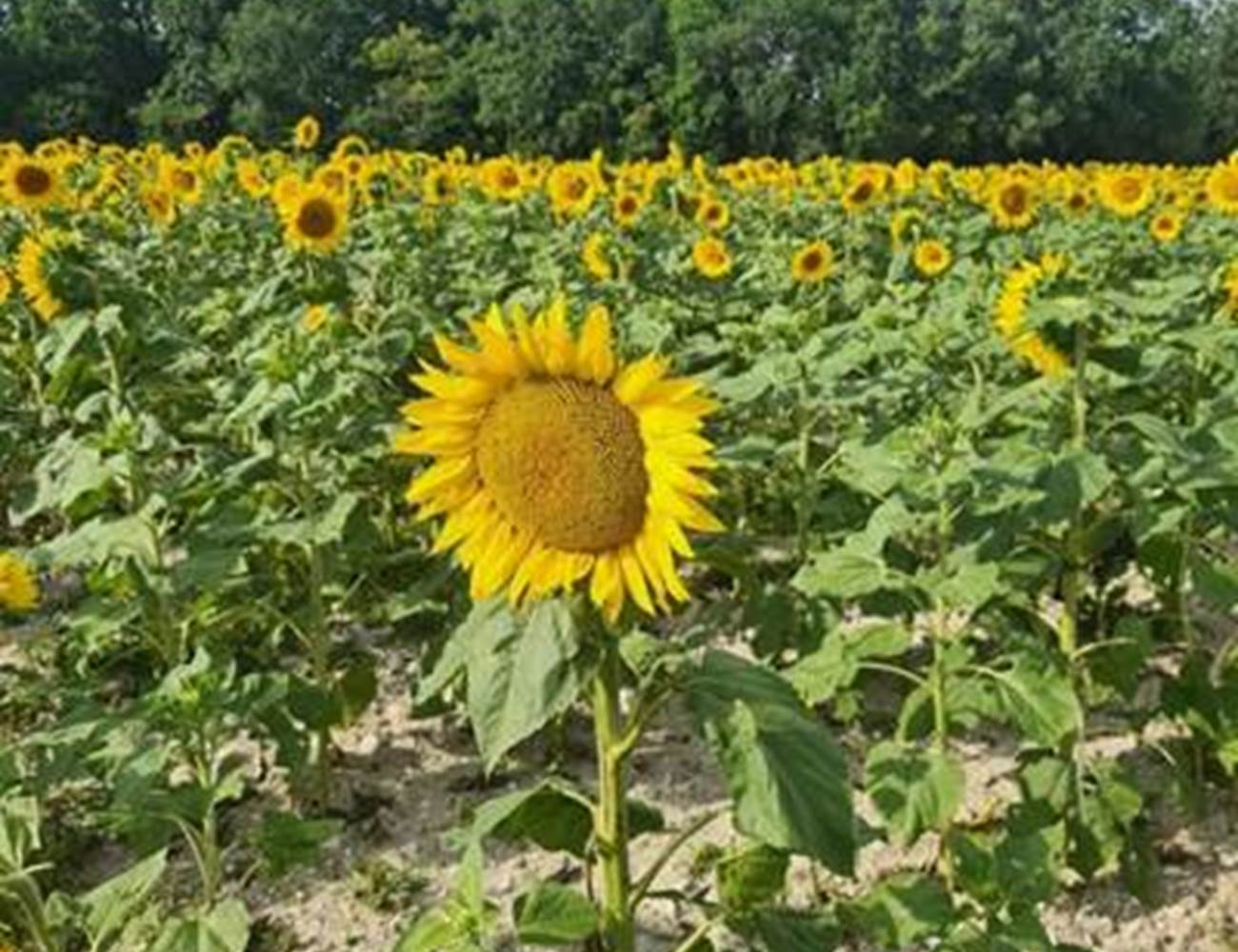Sunflower fields nearby-photo-gallery