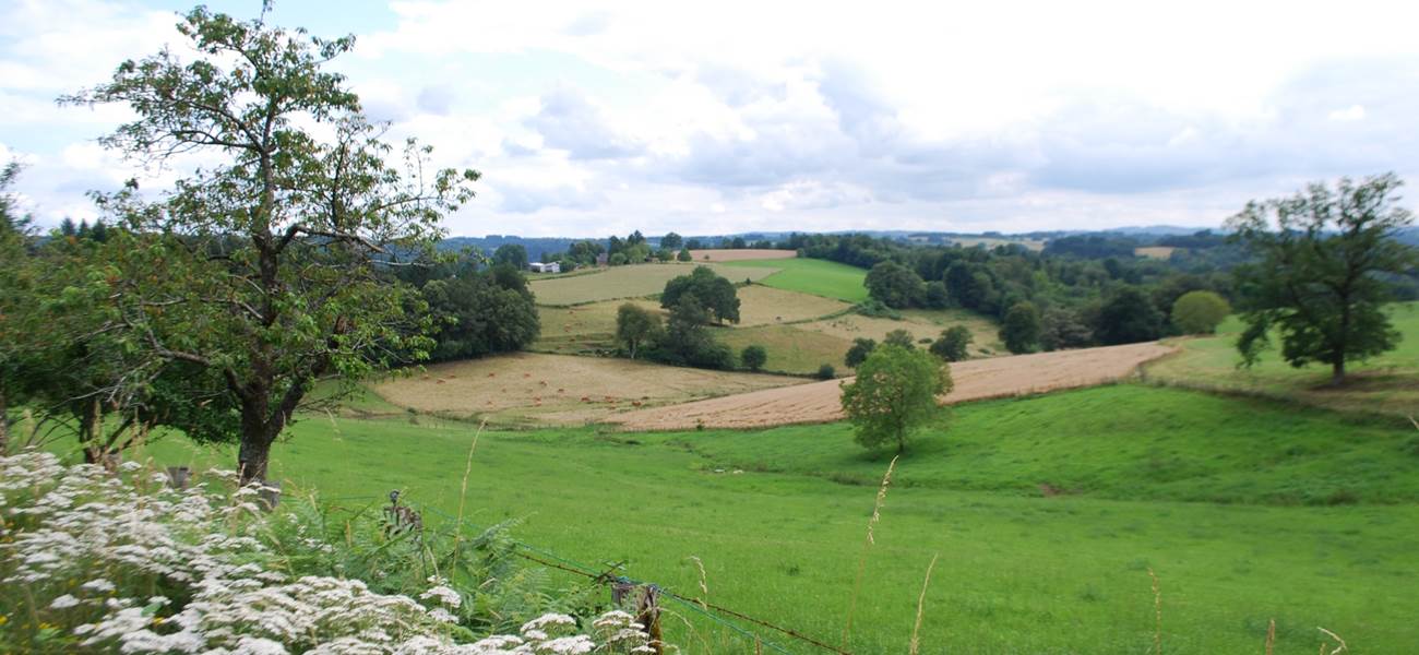 paysages prés bosquets bois  la D14 entre Eymoutiers et Bujaleuf