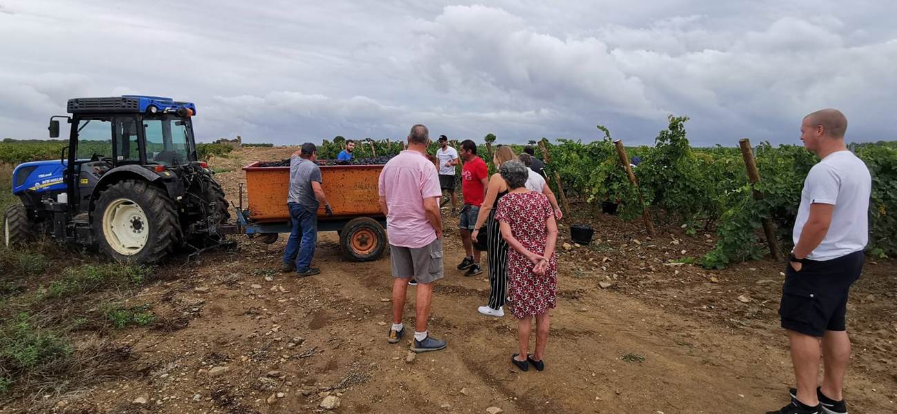 Les vendanges