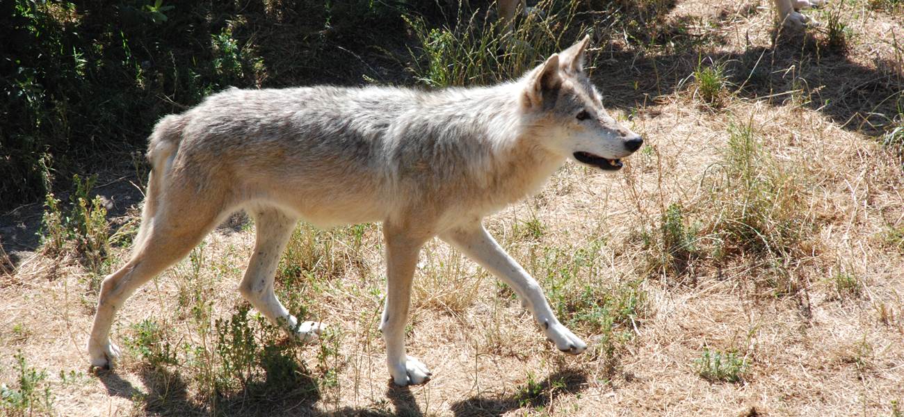 Les Chalets de la Margeride: Le Loup en recherche de son repas