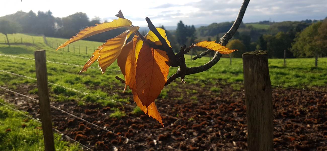 Couleurs d'automne au Ranch des Lacs