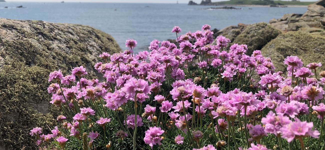 Location-Finistère Nord-Pays d'Iroise. Armérias-GR34, proche "Terre d'Iroise"