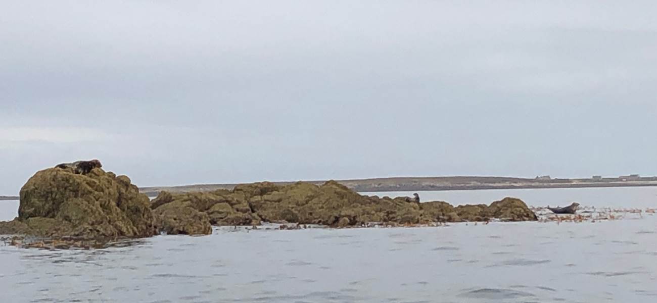 Sortie en mer-Phoques-Séjour-Terre d'Iroise