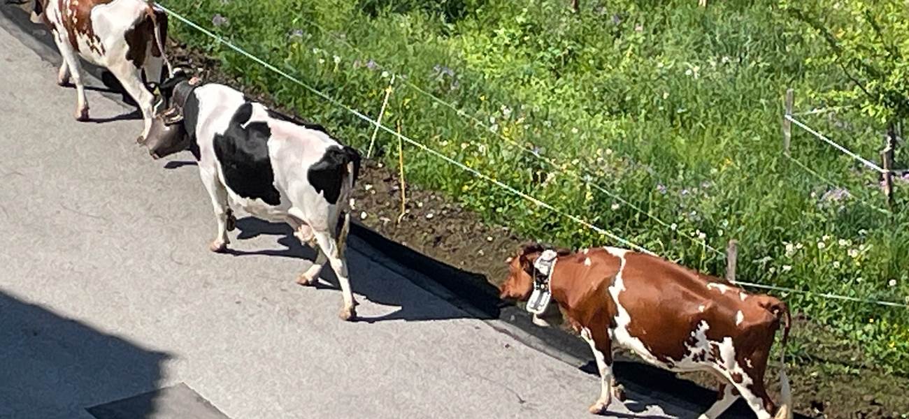 Montée à l'alpage, Mai 2025 - la Poya