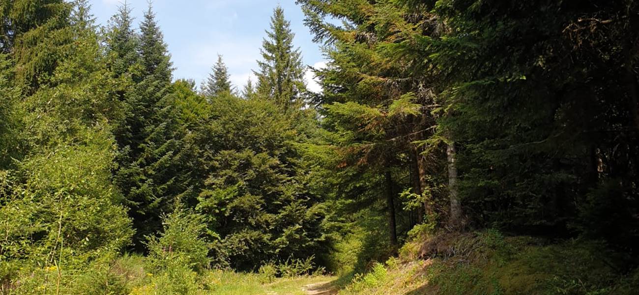 CHEMIN DE RANDONNEE