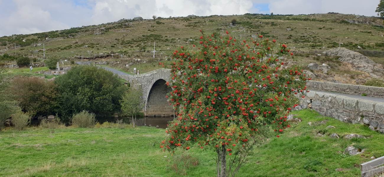 Paysage d'AUBRAC