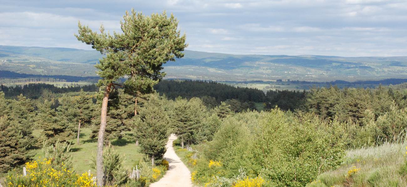 Les Chalets de la Margeride: A perte de vue