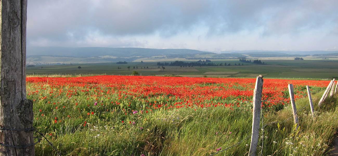 coquelicot
