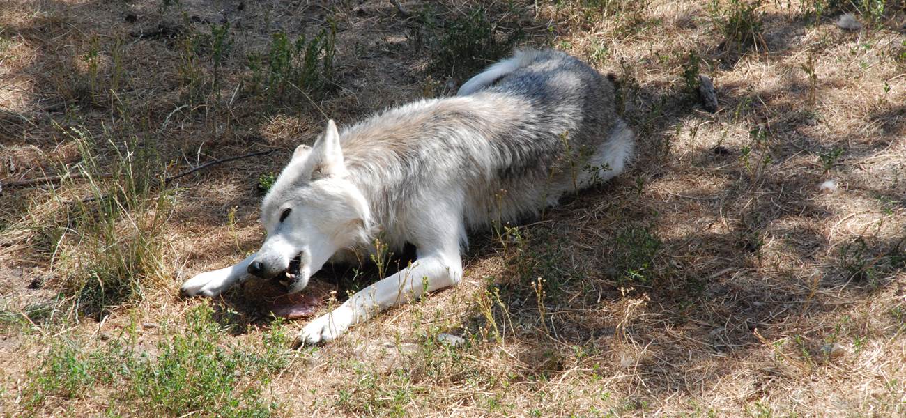 Les Chalets de la Margeride: Le repas du loup