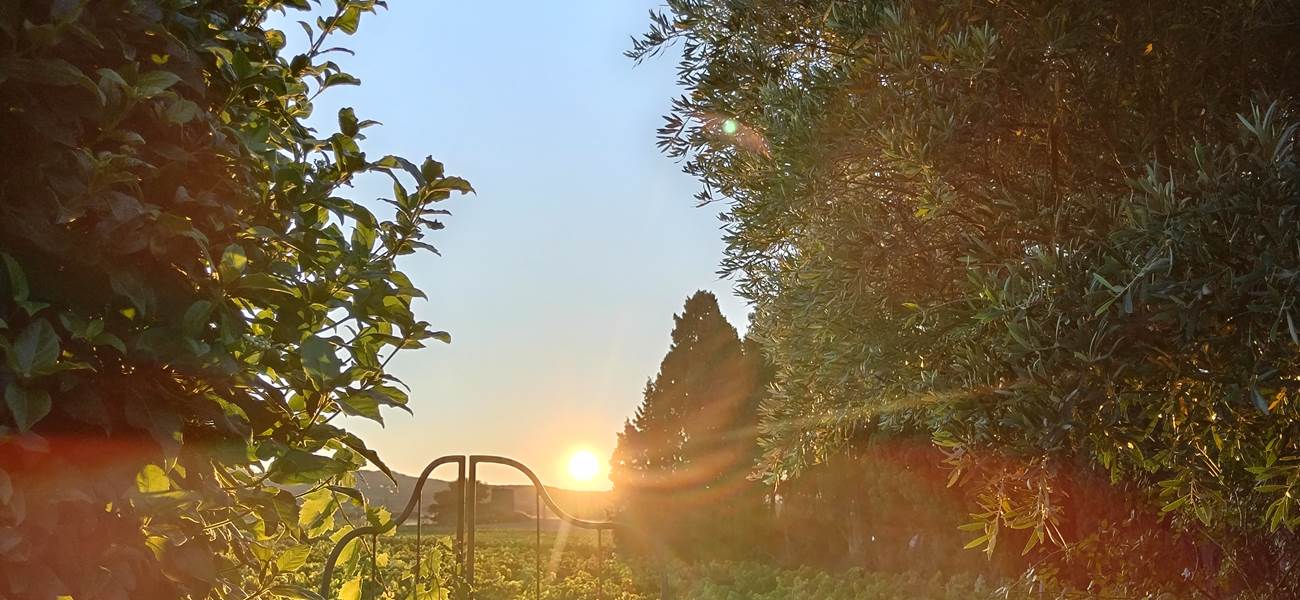 Lever de soleil à Le Coq du Nord-Mailhac