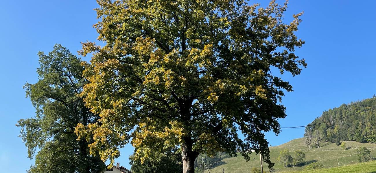 Chêne debut d'automne