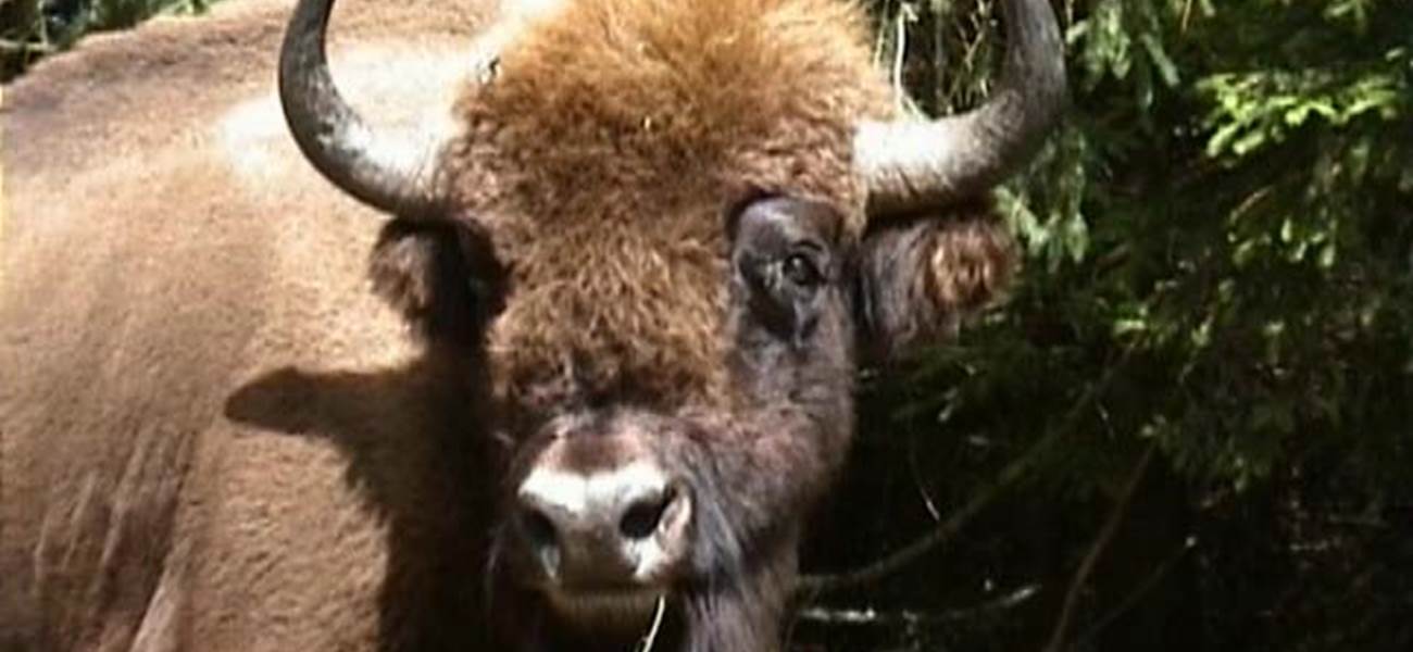 La Réserve des Bisons d'Europe à Sainte Eulalie