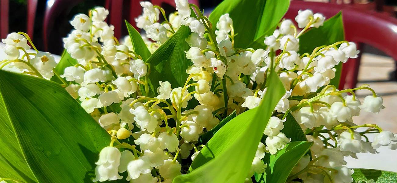 Muguet, jolies clochettes annonçant bonheur, senteur, renouveau