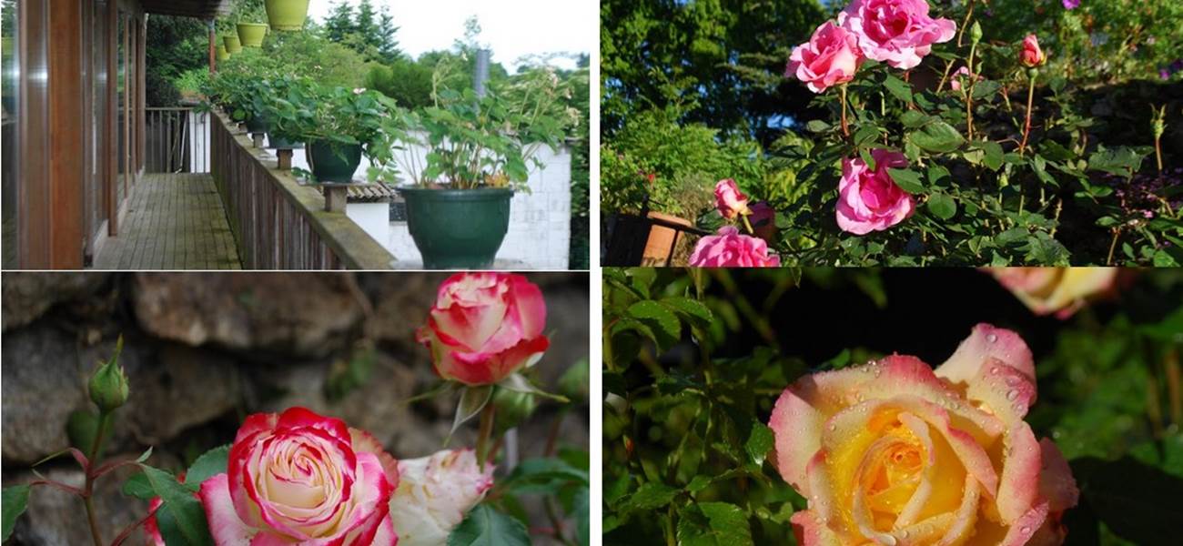 mois de juin un bouquet de roses au Ranch des Lacs 87120